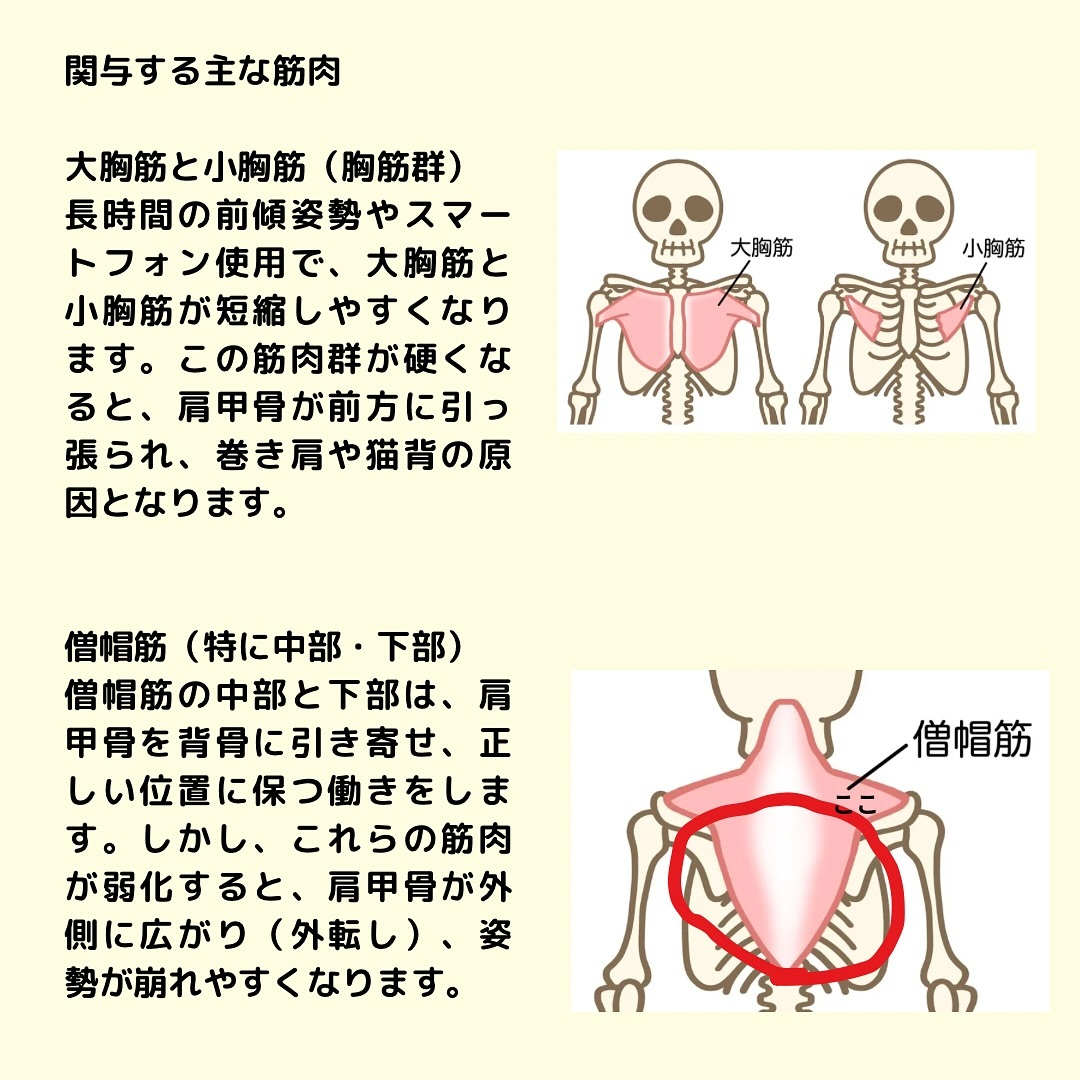 結構気になる人も多いかと思う肩甲骨の開きですが、