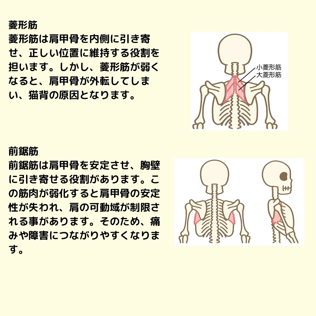 結構気になる人も多いかと思う肩甲骨の開きですが、