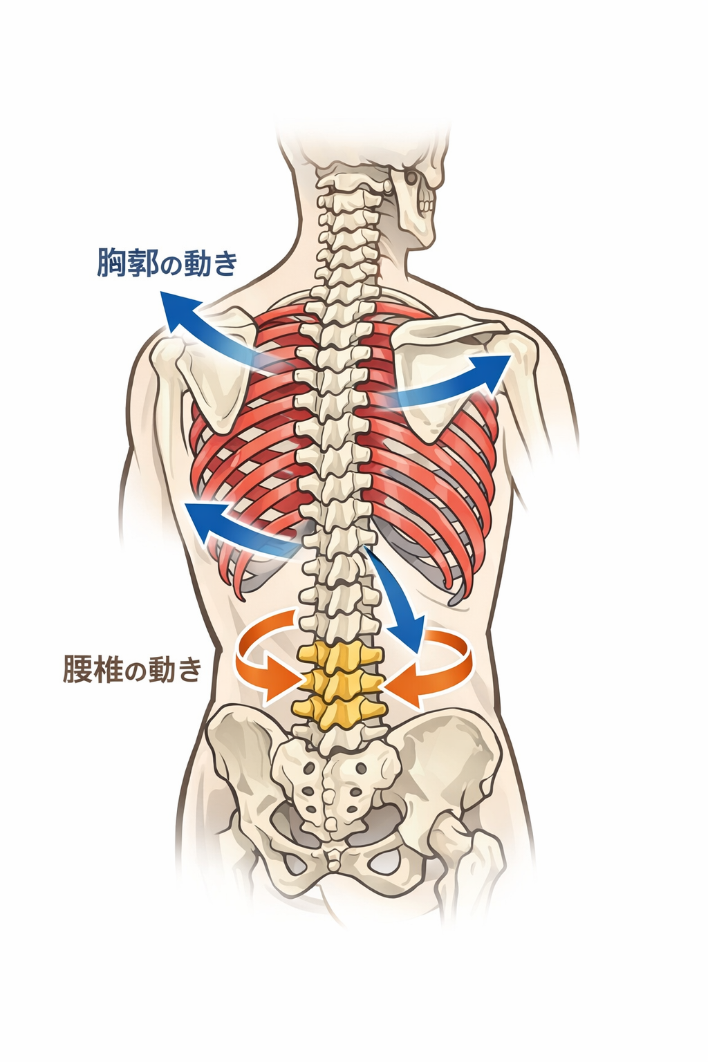 胸郭と腰椎の硬さが不調を招く理由|呼吸と姿勢の深い関係
