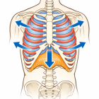 呼吸が浅いと、なぜ体はこるのか？
