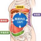 呼吸と体幹の関係｜腹腔内圧が姿勢・肩こり・腰痛に影響する理由